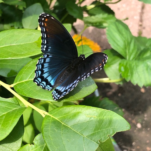 Hello! Thanks for visiting! - Picture 4 of 4